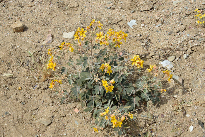 Coves' Cassia, also called Coues’ Cassia, prefers dry rocky slopes, sandy desert washes and mesas. This species is found between 1,000 to 3,000 feet (304 - 914 m) elevation or so. Senna covesii